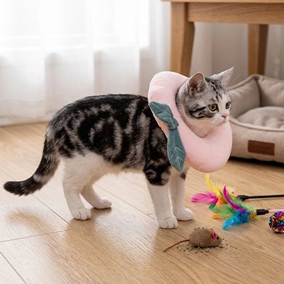 Collerette pour chat vision panoramique