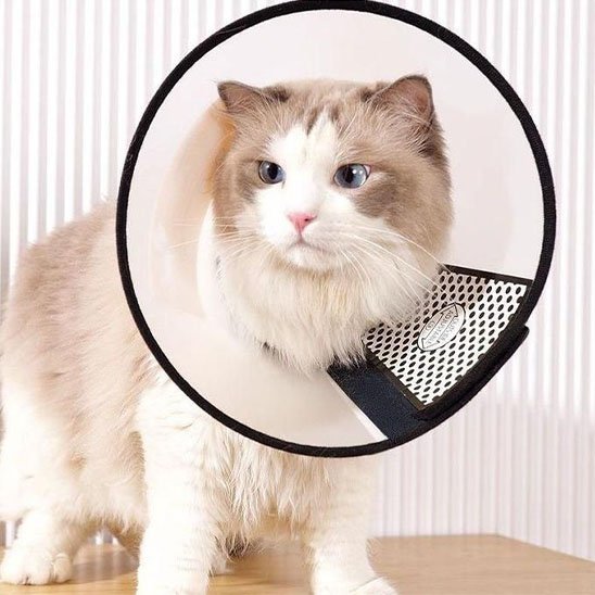 Collerette pour chats fonctionnalite et elegance