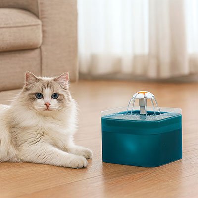Fontaine a eau chat chat a cote fontaine
