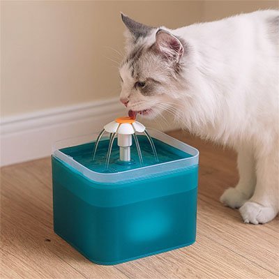 Fontaine a eau chat chat boit eau fontaine couleur turquoise
