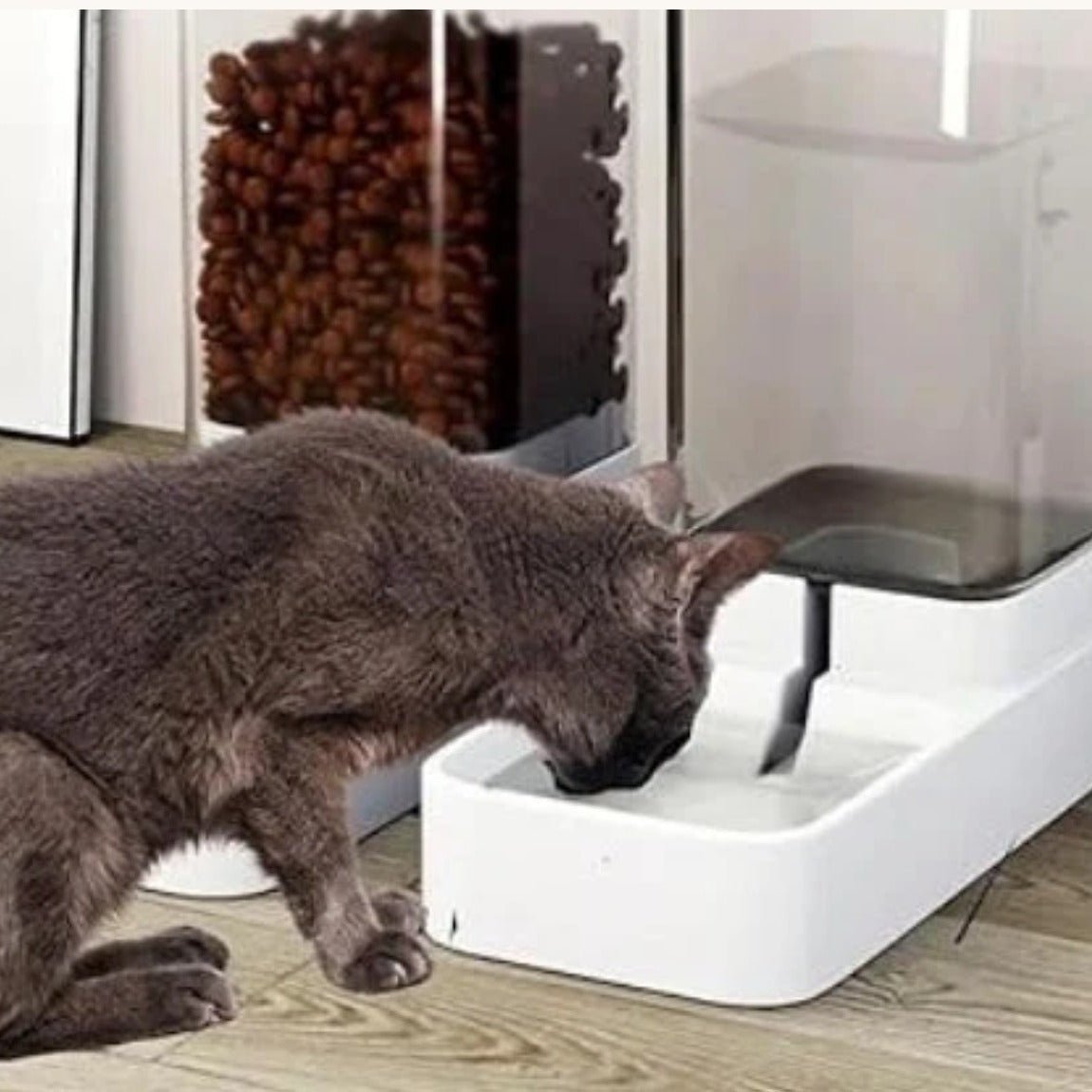 Gamelle automatique chat chat boit eau gamelle