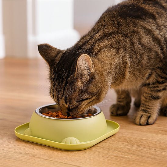 Gamelle chat chat mange croquettes gamelle vert anis