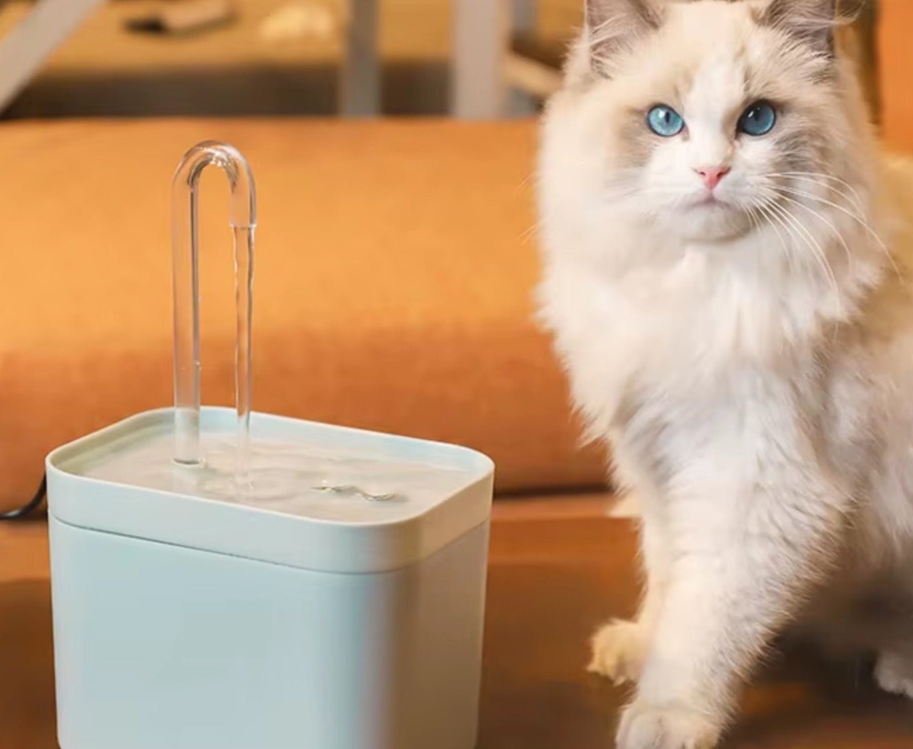 Chat distributeur eau chat debout a cote distributeur eau