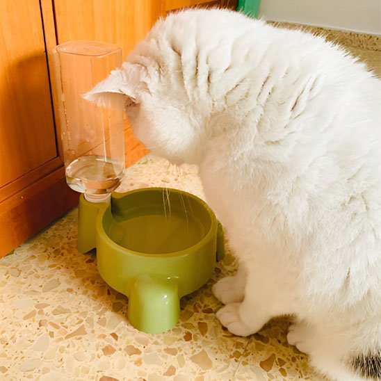 Distributeur eau chat chat regarde eau distributeur vert