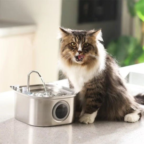 Distributeur eau pour chat chat leche babine devant distributeur