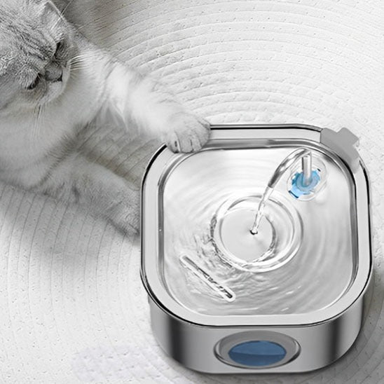 Distributeur eau pour chat chat depose patte distributeur
