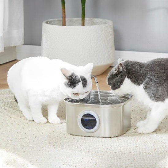 Distributeur eau pour chat deux chats boivent eau distributeur