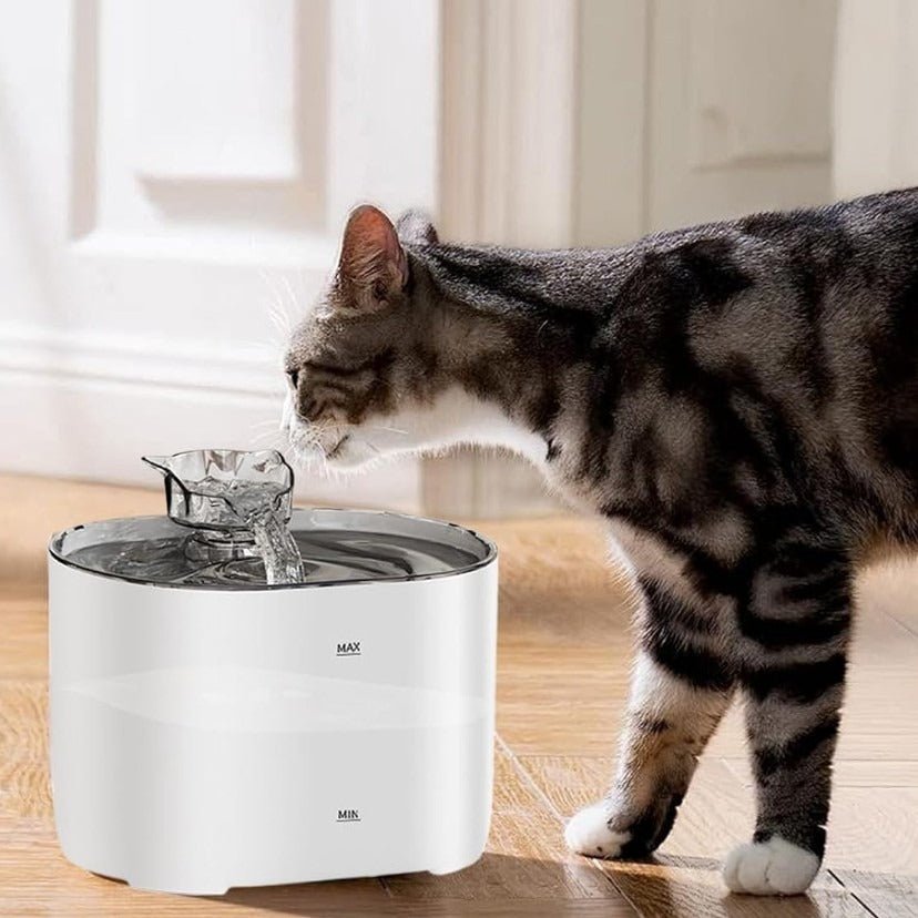 Fontaine a eau pour chat chat sent eau fontaine