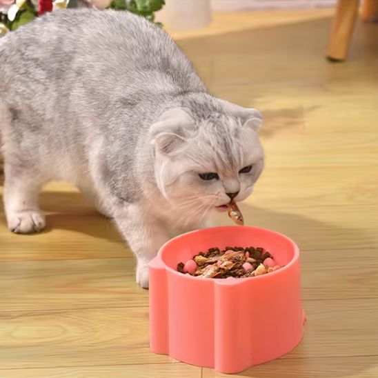Gamelle anti glouton chat chat mange croquette gamelle corail