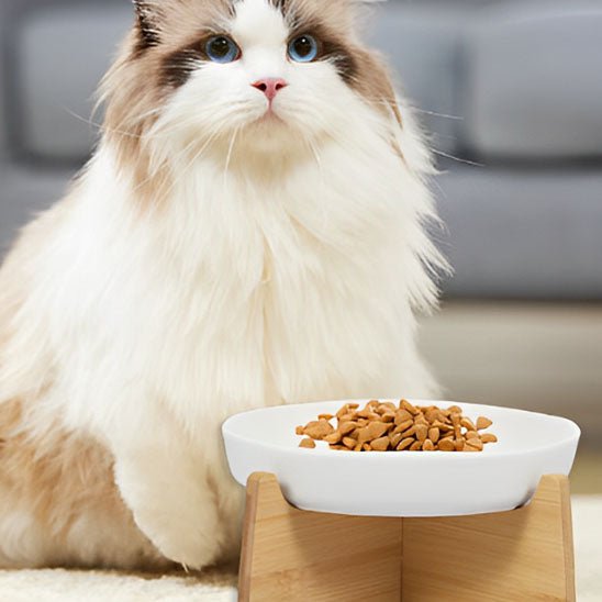 Gamelle anti glouton chat chat regarde devant gamelle