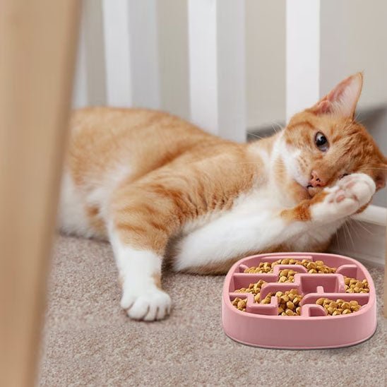 Gamelle pour chat anti glouton chat allonge devant gamelle rose