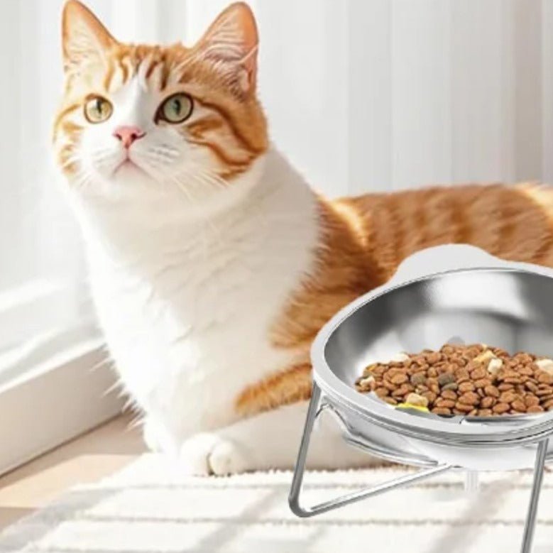 Gamelle pour chat chat derriere gamelle