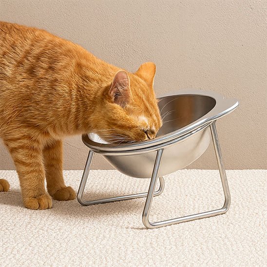 Gamelle pour chat chat roux mange gamelle