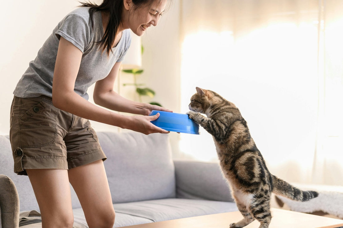 Gamelle anti glouton chat: nourrir votre félin en toute sérénité. - Patte et Moustache