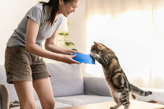 Gamelle anti glouton chat: nourrir votre félin en toute sérénité. - Patte et Moustache