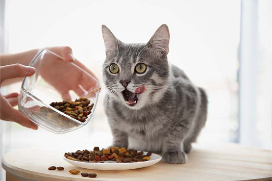 Gamelle anti-glouton chat: Trucs et  Astuces pour ralentir ses repas - Patte et Moustache