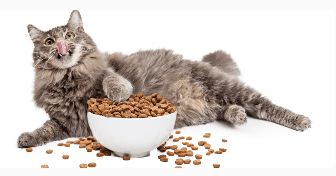 Gamelles anti glouton chat: solution, confort et amusement. - Patte et Moustache