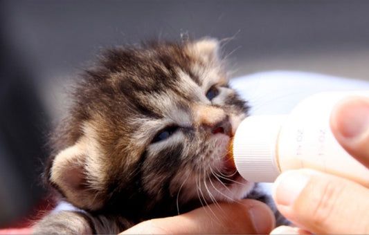 Biberon pour chaton chaton boit biberon lait