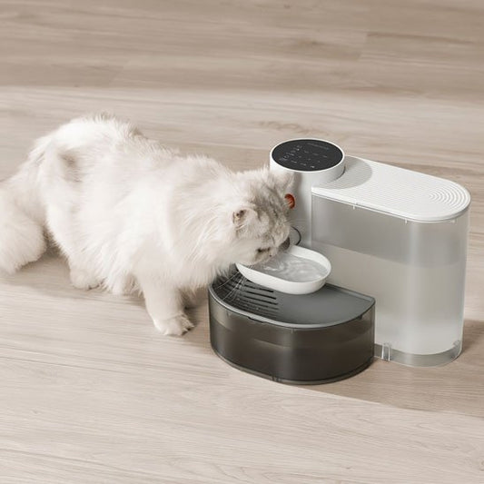 Chat distributeur eau chat boit eau distributeur