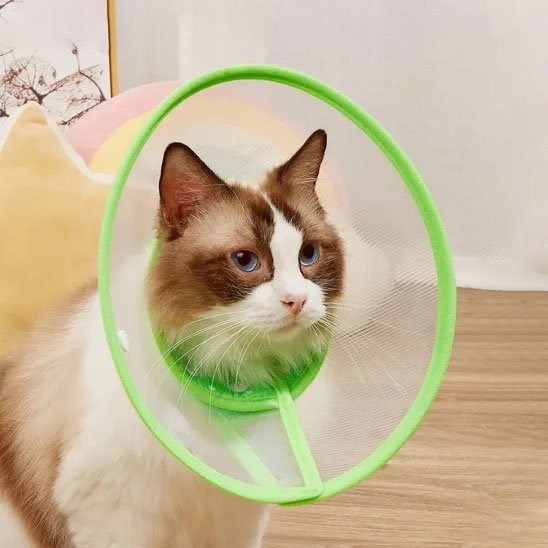 Chat et Collerette confort