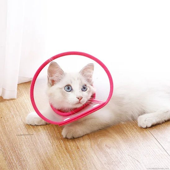 Chat et Collerette douceur et practicité