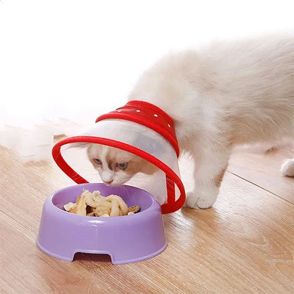 Chat et Collerette protection efficace