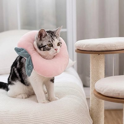 Collerette pour chat liberté de mouvement