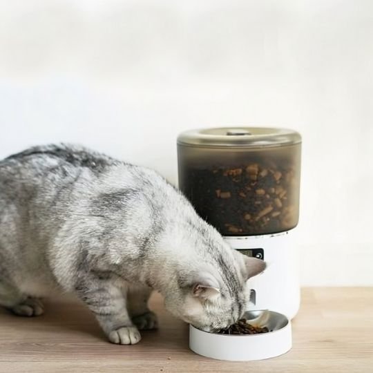 Distributeur automatique croquettes chat chat mange croquettes distributeur
