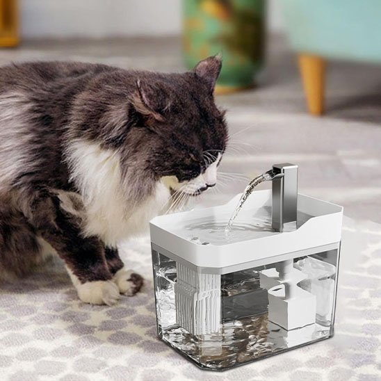Distributeur eau chat chat regarde eau distributeur blanc
