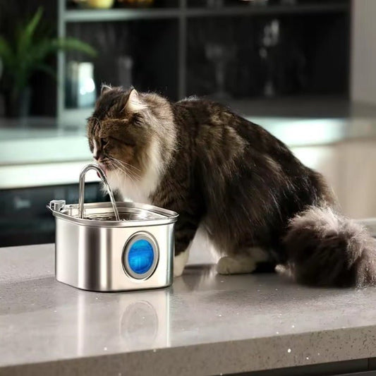 Distributeur eau pour chat chat boit eau distributeur