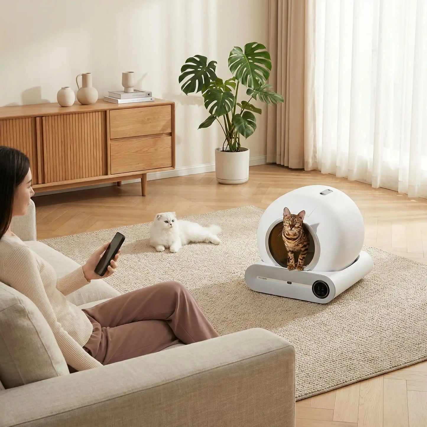 Litière automatique chat dans litière regarde personne système wifi intégré.