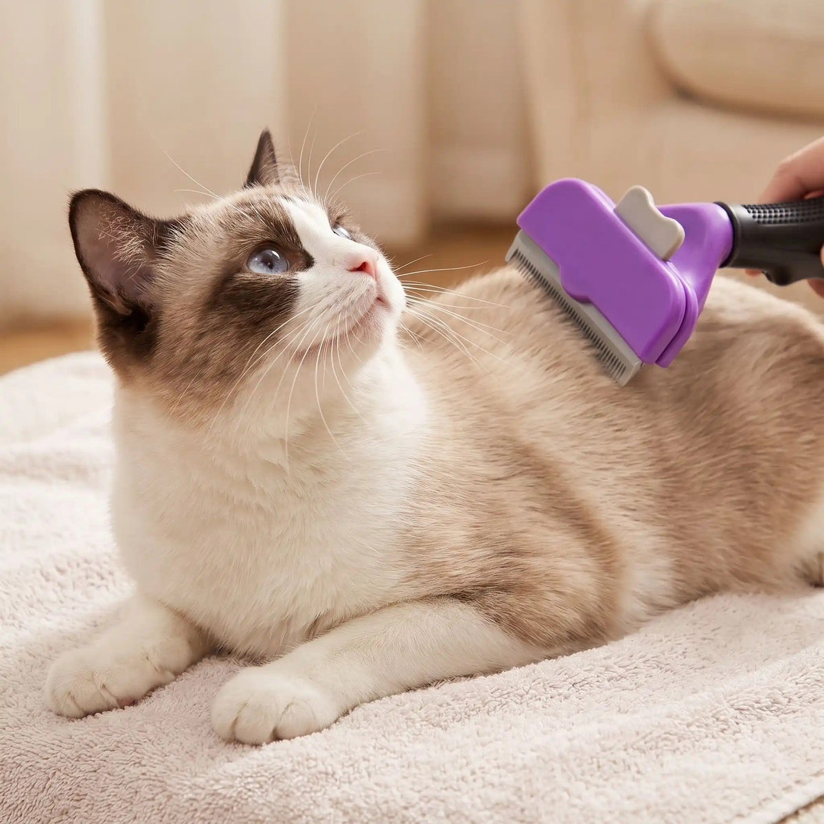 Brosse pour chat poil court pelage plus brillant chat regarde