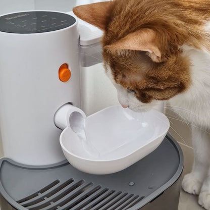 Chat distributeur eau chat regarde distributeur eau