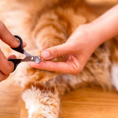 Ciseau griffe chat