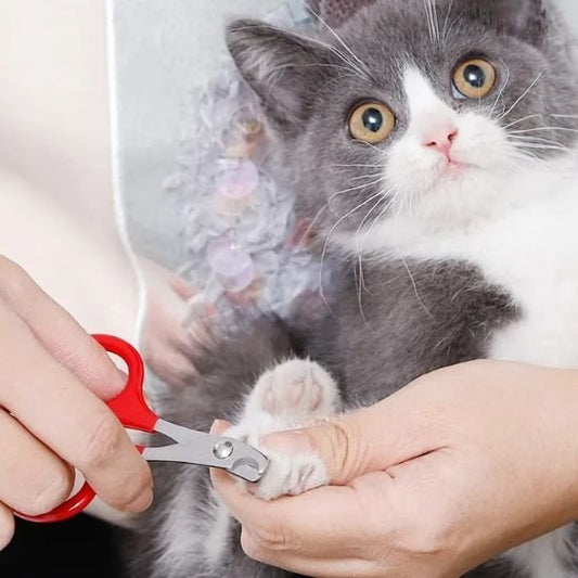 Ciseau griffe chat fini les blessures