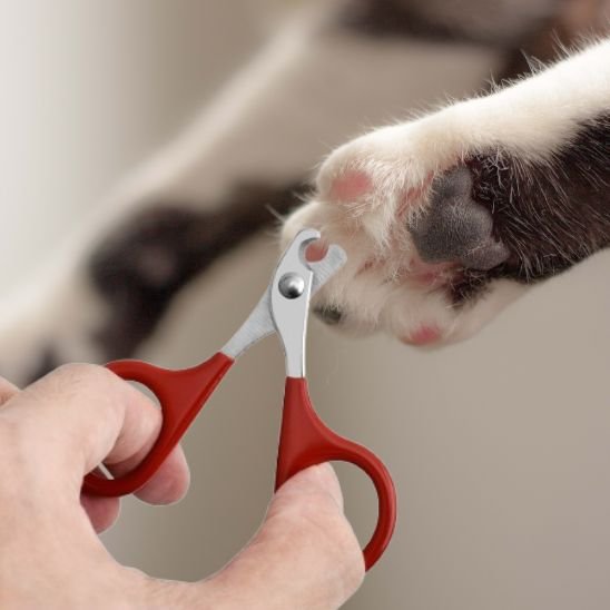 Ciseau griffe chat poignee ergonomique