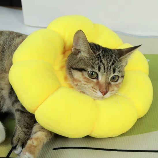 Collerette chat protection et confort serein