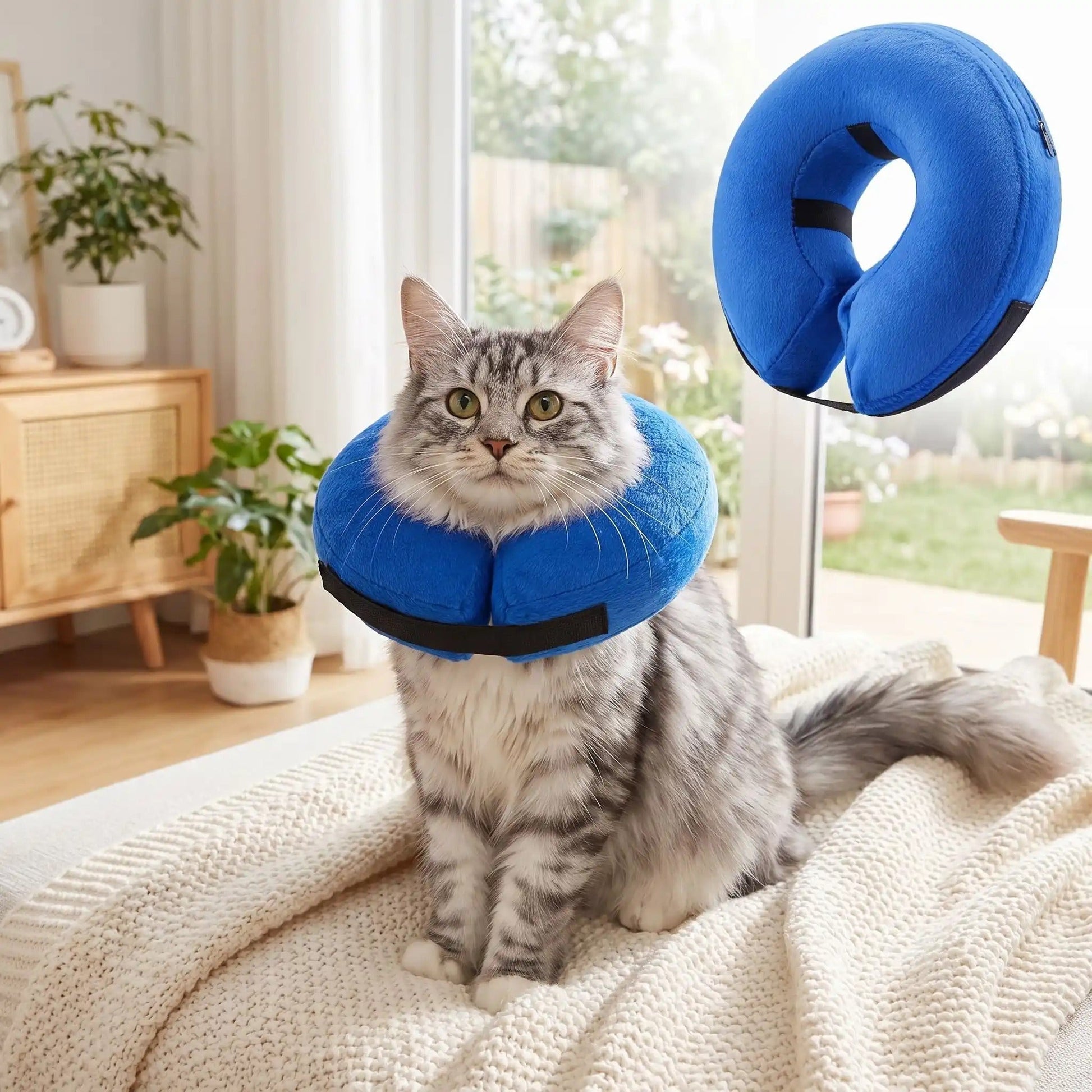 Collerette gonflable chat choix et protection