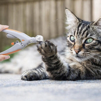 Coupe griffe chat confort sans douleur