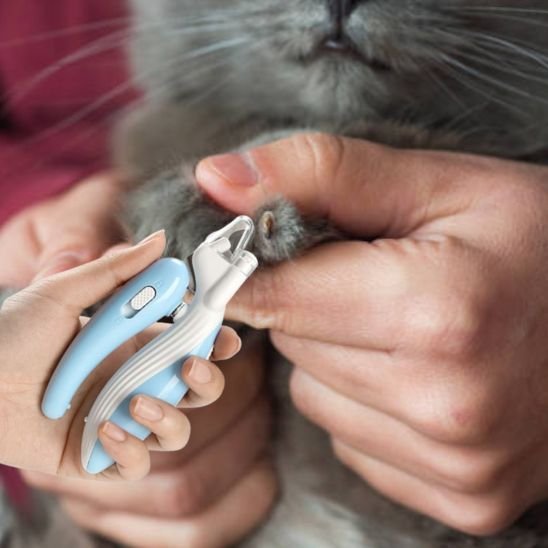 Coupe griffe pour chat confort et serenite