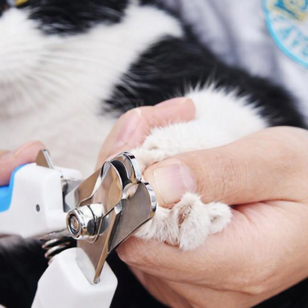 Coupe griffes pour chat couper sans crainte