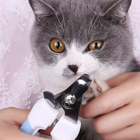 Coupe griffes pour chat fini le stress