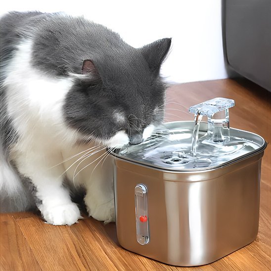 Distributeur eau pour chat chat regarde eau distributeur