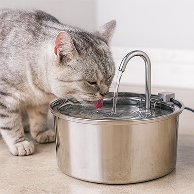 Fontaine a eau pour chat chat boit fontaine a eau
