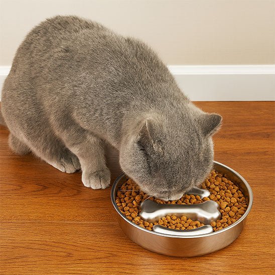 Gamelle anti-glouton chat chat mange croquette gamelle os