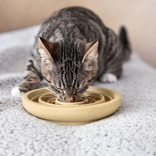Gamelle chat anti glouton chat plaisir manger croquettes gamelle