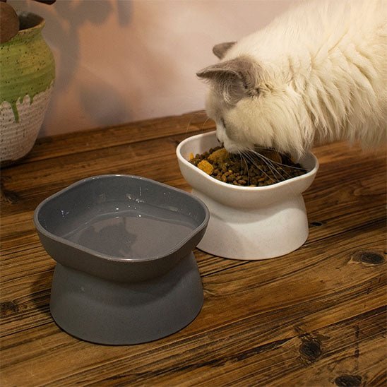 Gamelle chat deux gamelle differente chat mange