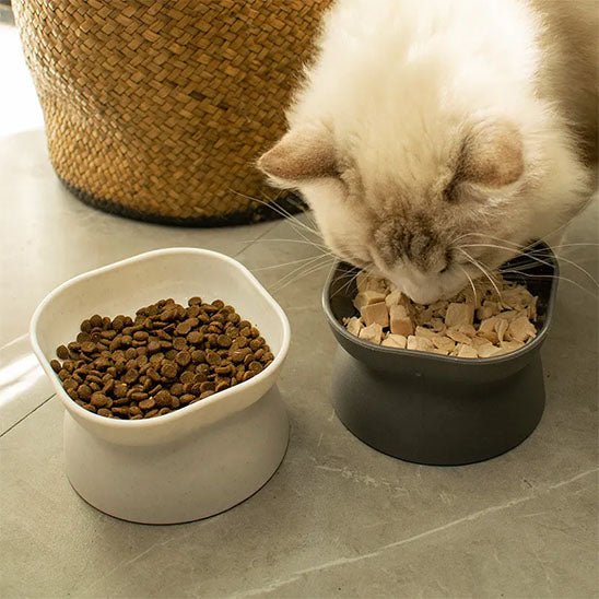 Gamelle chat deux gamelle chat mange gamelle grise