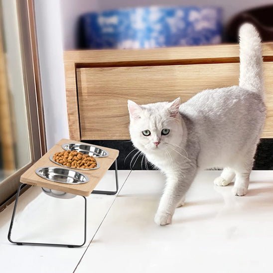Gamelle chat surelevee chat debout devant gamelle surelevee