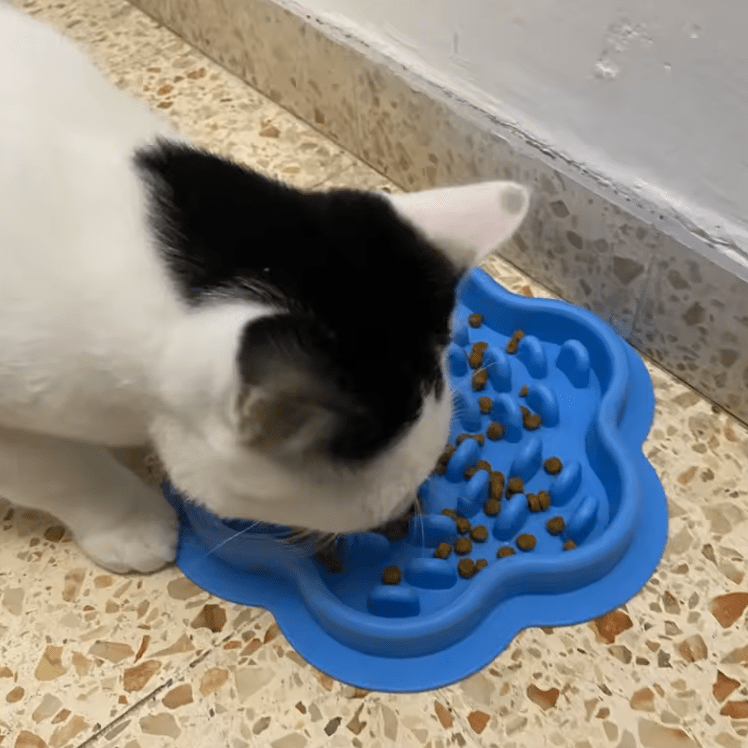 Gamelles anti glouton chat chat mange croquette gamelle bleu